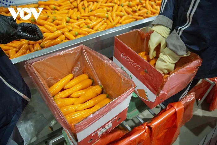 Hải Dương bảo đảm chất lượng cà rốt phục vụ xuất khẩu